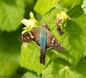 Close-up of butterfly perching on leaf