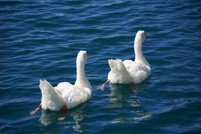 Swans swimming in lake