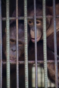 Close-up of monkeys in cage at zoo