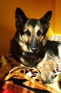 Close-up portrait of a dog resting