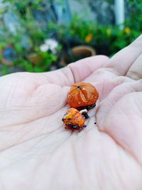 Close-up of hand holding ladybug