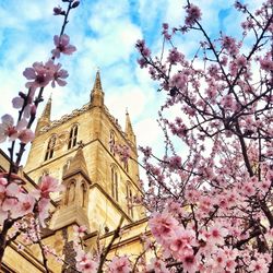 Low angle view of pink flowers