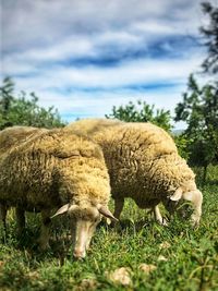 Sheep grazing in a field