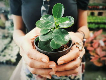 Close-up of hand holding leaves