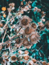 Close-up of dried plant on field