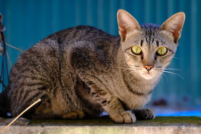 Close-up portrait of a cat looking away