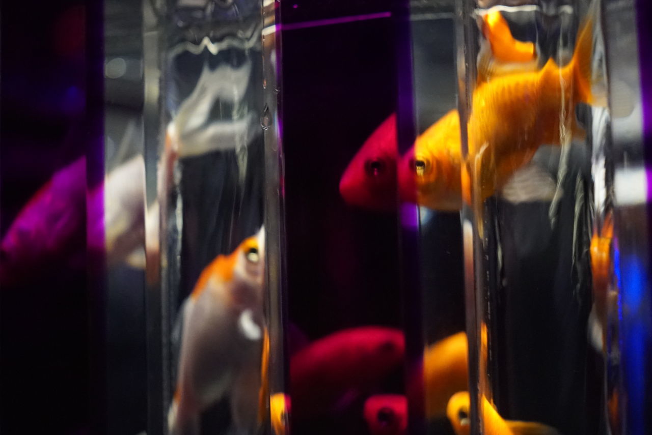 Learn & Shoot: Layering