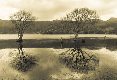Bare tree by lake against sky