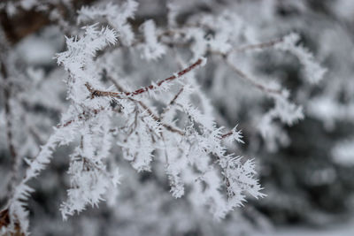 Close-up of frozen plant during winter