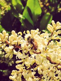 Close-up of bee on white flowers