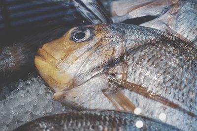 High angle view of fish in water