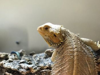 Close-up of lizard