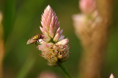 Close-up of insect on pink flower