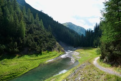 Scenic view of stream flowing through forest