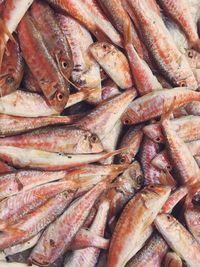 Close-up of fish for sale at market