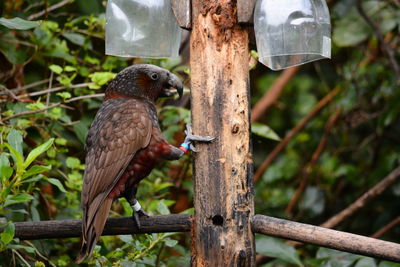 Close-up of bird perching on wood