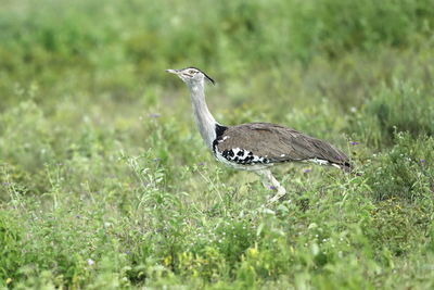 A kori bustard up close