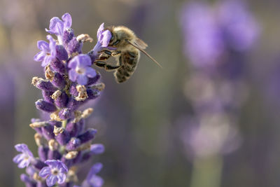 Bee and lavender flower