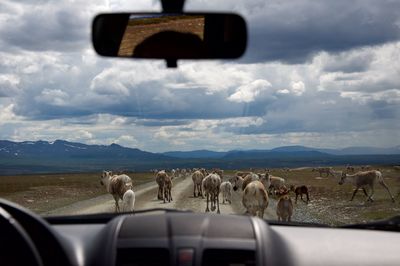 Reindeers walking on road seen through car windshield