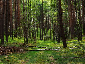 Trees growing in forest