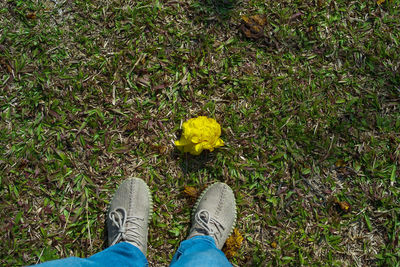 Low section of person standing on yellow flowering plants