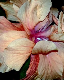 Close-up of flower