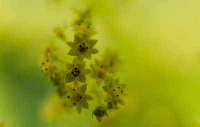 Close-up of yellow flowering plant