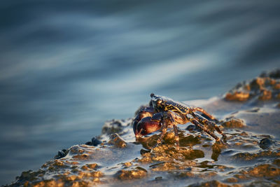 Close-up of insect on rock