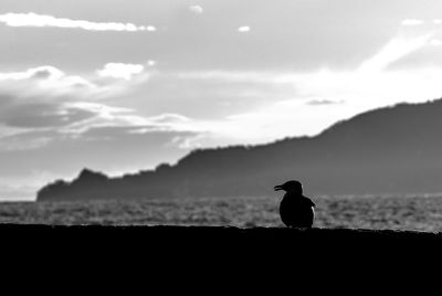 Seagull perching on retaining wall against sky