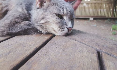 Close-up of a cat on wooden bench