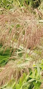 Close-up of crops growing on field