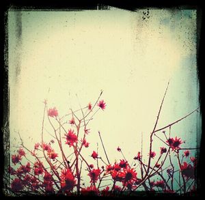 Close-up of red flowers