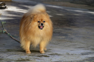 Portrait of a dog looking away