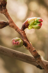 Close-up of fruits on tree