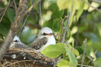 Close-up of bird perching on branch