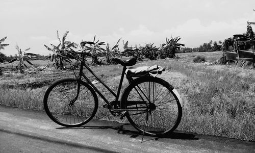 Bicycle on tree against sky