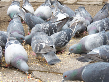 Flock of birds