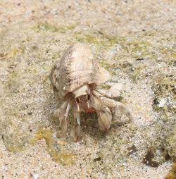 Close-up of crab on sand