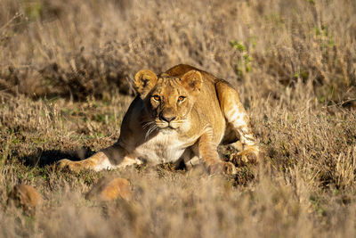 Lioness lies