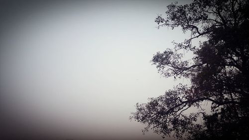 Close-up of tree against clear sky