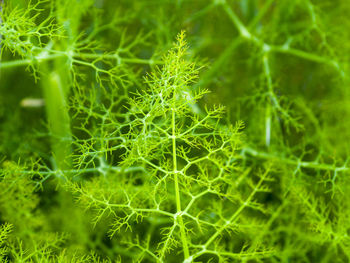 Close-up of plants growing on field