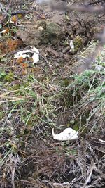 High angle view of bird perching on ground