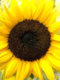 Macro shot of black-eyed sunflower