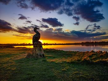 View of bird on land against sunset sky