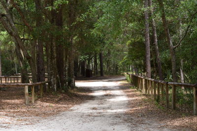 Walkway along trees in forest