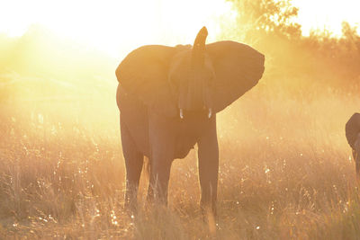 Elephants drinking water