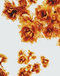 Close-up of flowers in autumn