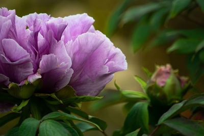 Close-up of pink flowering plant