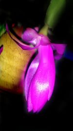 Close-up of pink rose flower