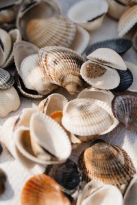 Full frame shot of seashells